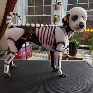 Meet your Posher, Pily